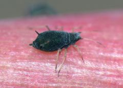 Aphis sedi