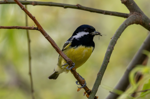 Yellow-bellied Tit