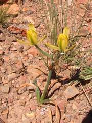 Albuca setosa