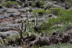 Trichocereus bridgesii