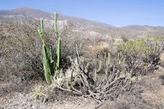 Trichocereus bridgesii