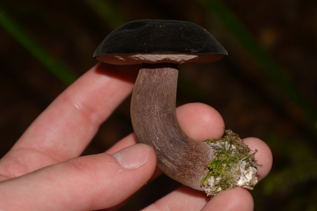 Tylopilus formosus · February 2026 · photo: © georgecox (iNaturalist, cc0)