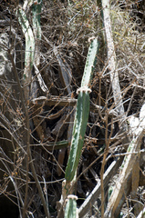 Trichocereus bridgesii