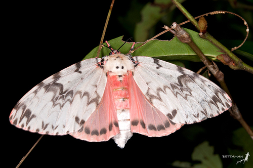 Pink Lymantria Moth