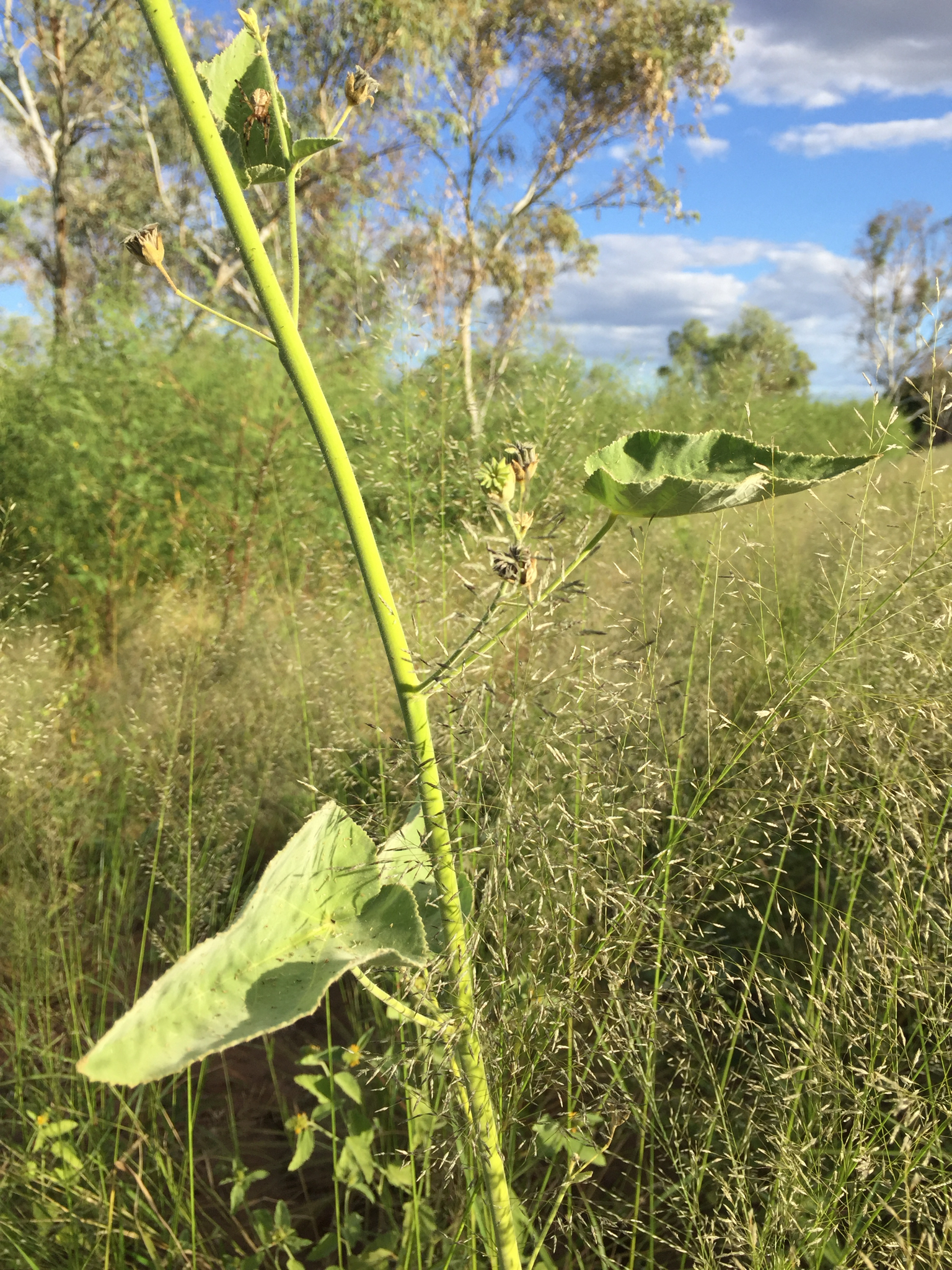 Abutilon hannii Baker f. 2