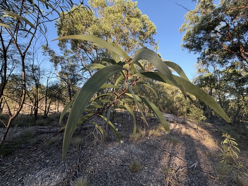 Acacia crassa observed 2026-04-03