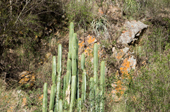 Trichocereus bridgesii