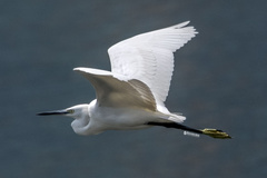 Egretta garzetta