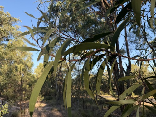 Acacia crassa observed 2026-04-03