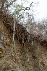 Trichocereus bridgesii