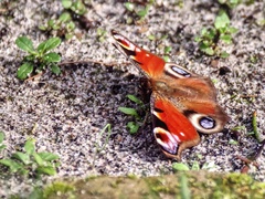 Aglais io
