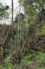 Trichocereus bridgesii