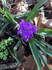 Tradescantia ernestiana