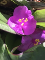 Tradescantia ernestiana