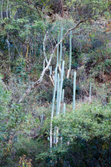 Trichocereus bridgesii
