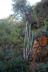 Trichocereus bridgesii