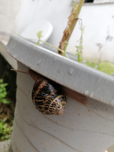 Garden Snail