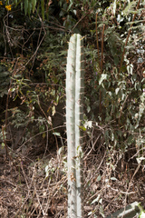 Trichocereus bridgesii