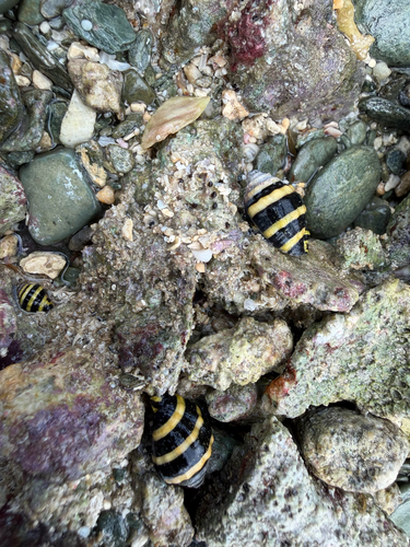 Engina mendicaria