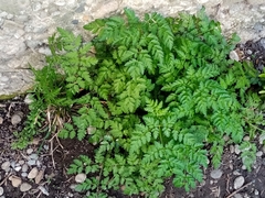 Scandix pecten-veneris