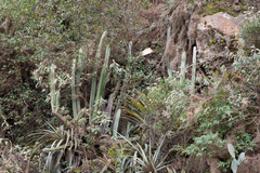 Trichocereus bridgesii