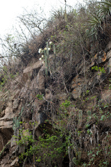 Trichocereus bridgesii