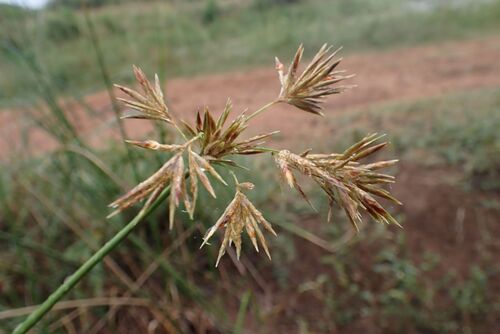 Jointed Flatsedge (Cyperus articulatus)
