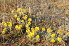 Geum glaciale