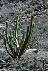 Trichocereus bridgesii