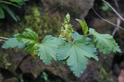 Mountain Currant (Ribes alpinum)