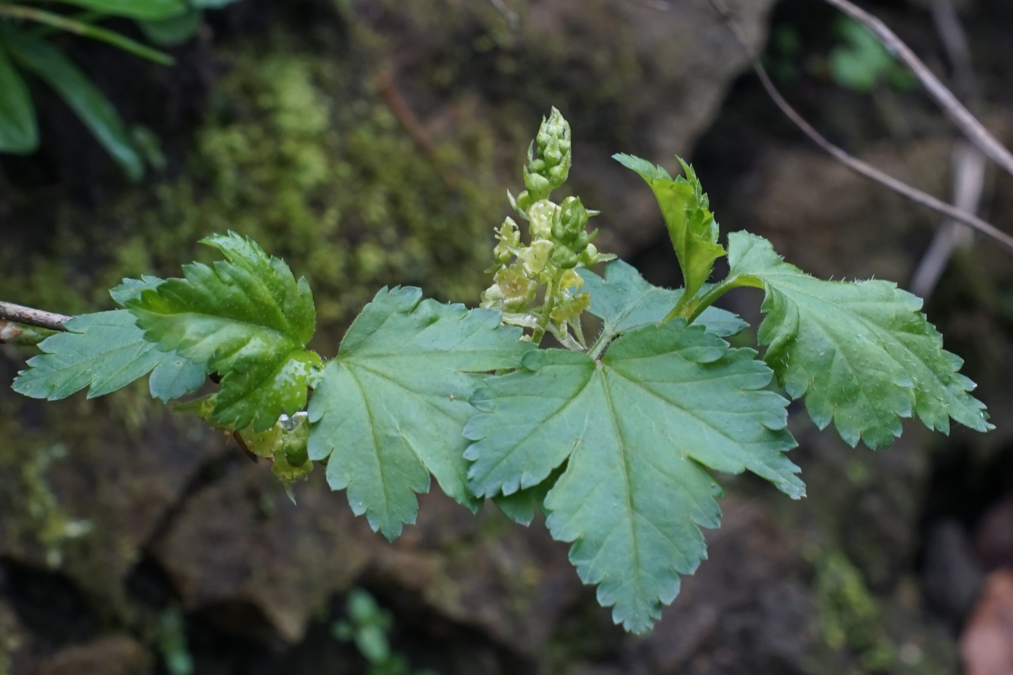 Mountain Currant (Ribes alpinum)
