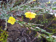 Eulobus crassifolius