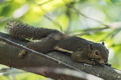 Callosciurus notatus