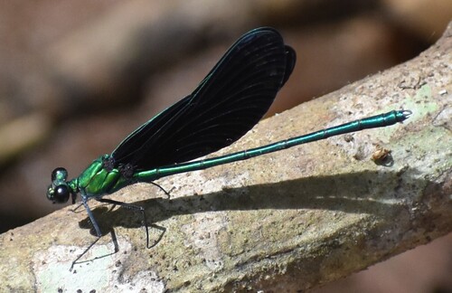 Western Bluewing