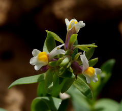 Linaria albifrons
