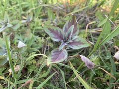 Clarkia unguiculata