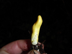 Trichoderma alutaceum