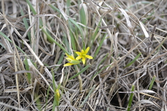 Gagea lutea