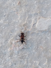 Raglius tristis