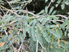 Senegalia bonariensis