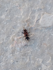 Raglius tristis