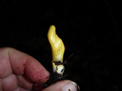 Trichoderma alutaceum