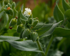 Nonea philistaea