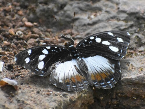 Forest Glade Nymph
