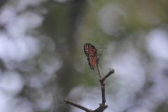 Danaus eresimus montezuma