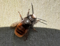 Osmia cornuta