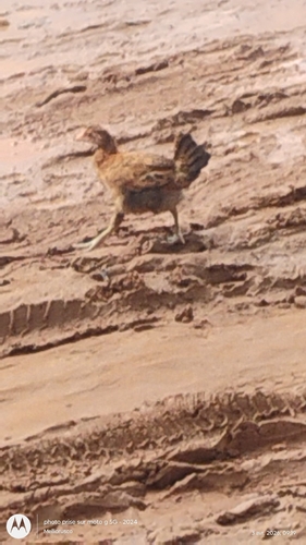 Domestic Chicken