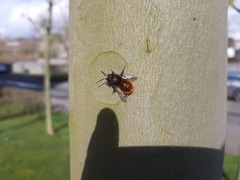 Osmia cornuta
