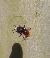 Osmia cornuta