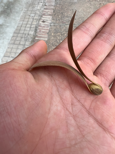 Hopea odorata observed 2026-04-03